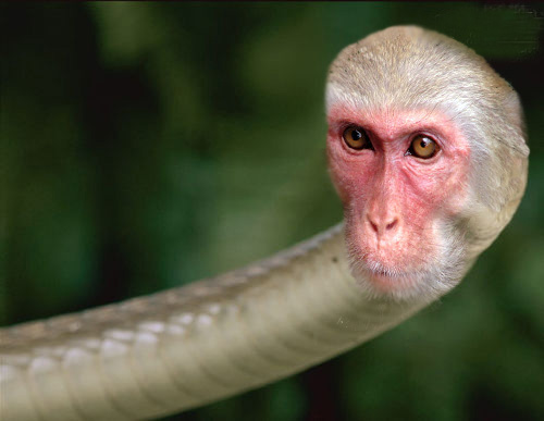 Snake monkey.jpg